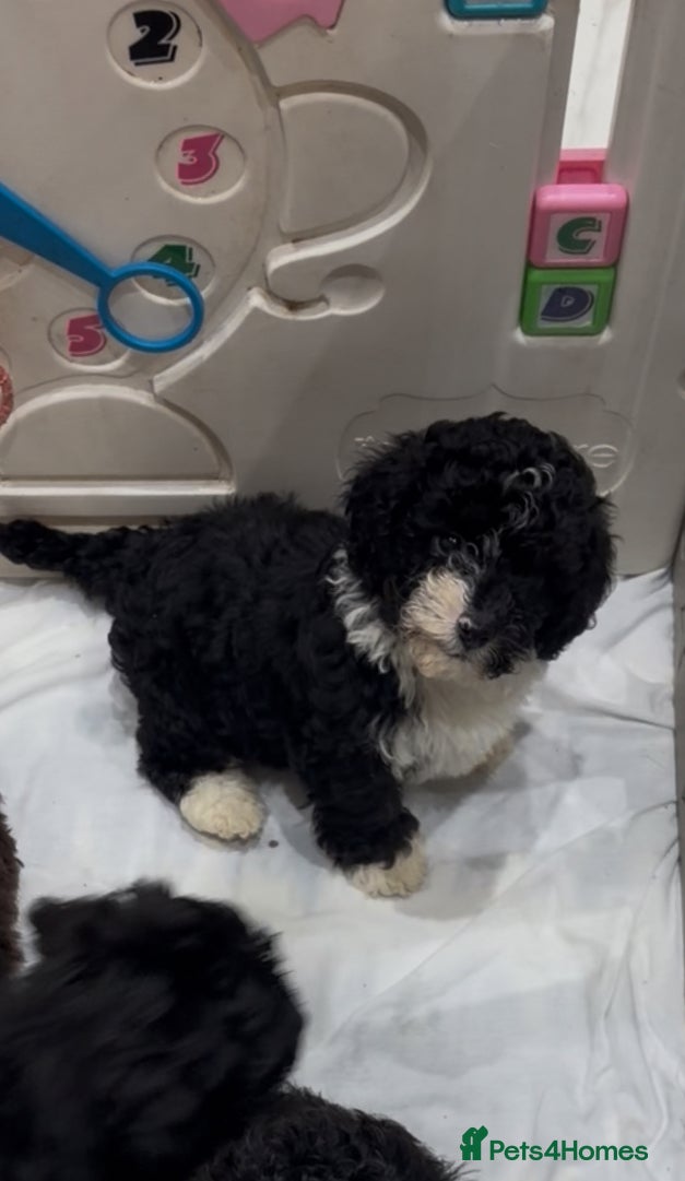 Shihpoo dogs Toy Shihpoo Mix Litter - Advert 1