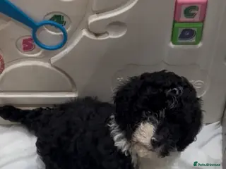 Shihpoo dogs Toy Shihpoo Mix Litter - Advert 1