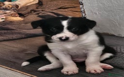 Border Collie dogs for sale: Unique blue eyed blue merle border collie puppies - Image 12