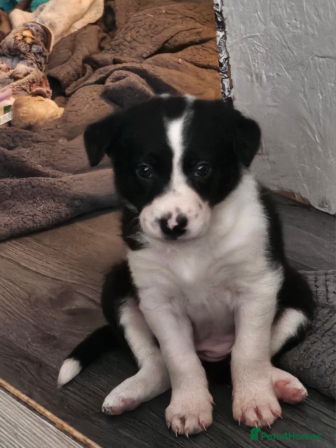Border Collie dogs for sale: Unique blue eyed blue merle border collie puppies - Image 12