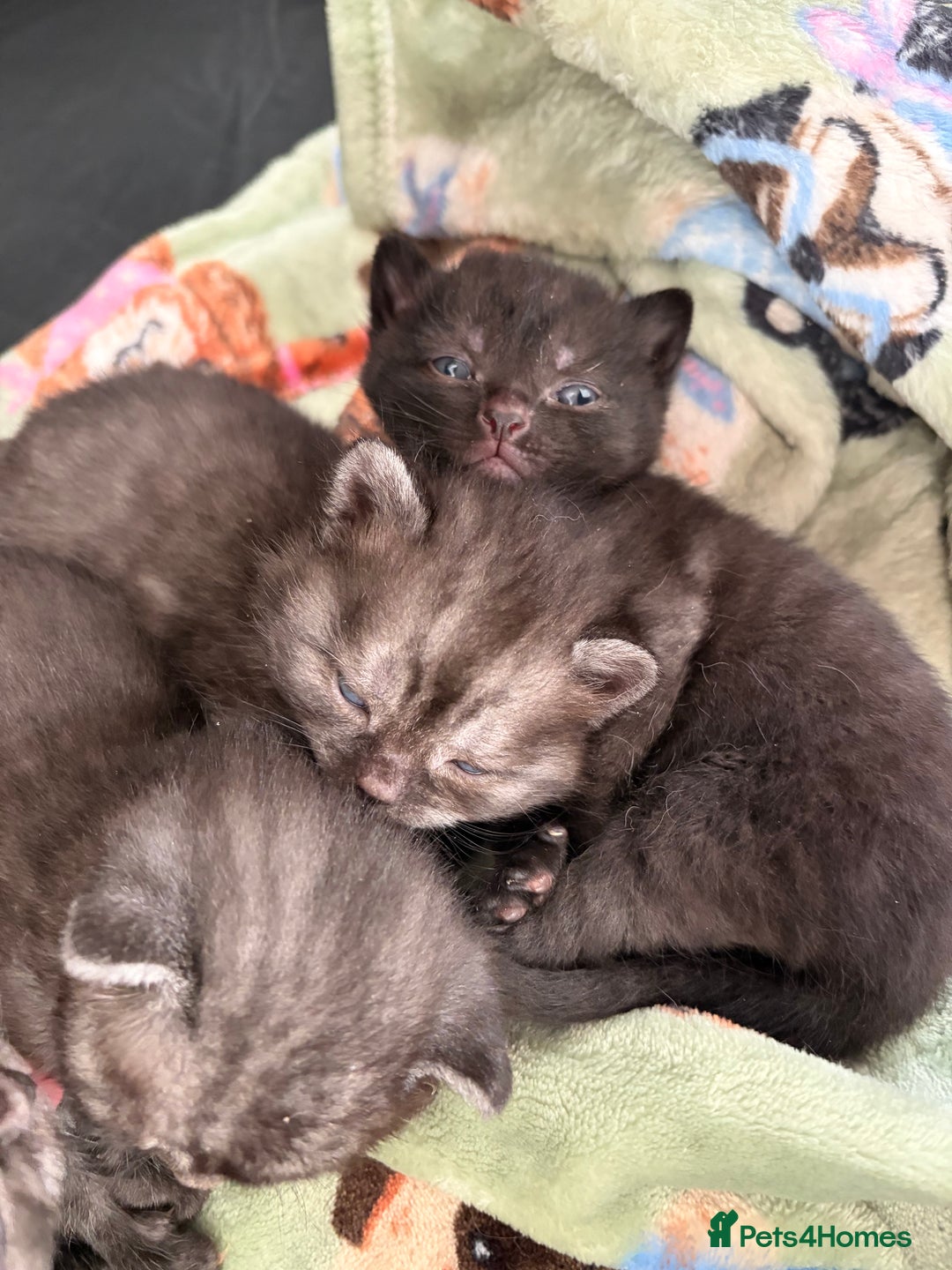 British Shorthair cats for sale: Beautiful British Shorthair Kittens  - Advert 4