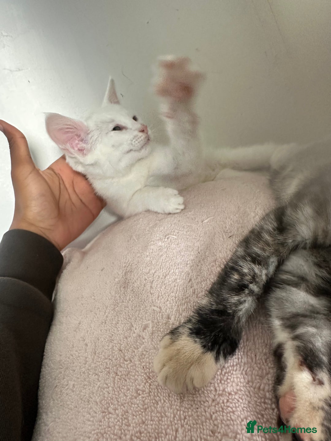 British Longhair cats for sale: 4 kittens available  - Image 10