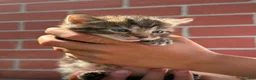 Mixed Breed cats for sale: Kittens  - Advert 8
