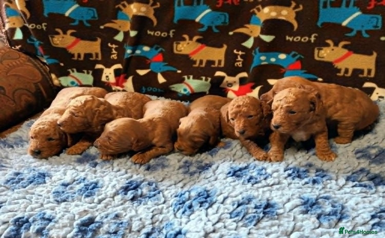 Labradoodle dogs - Advert 1