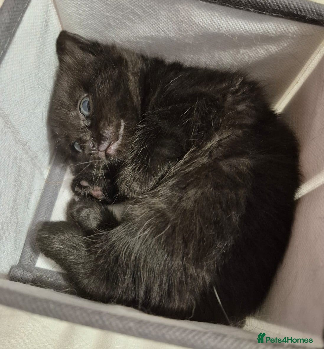 Domestic Shorthair cats for sale: 🖤 LAST KITTEN REMAINING – Midnight 🖤 - Advert 12