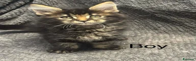 Maine Coon Kitten 2