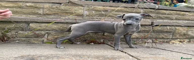 Italian Greyhound Puppy 3