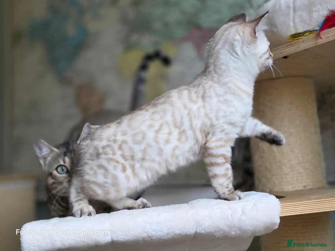 Bengal cats for sale: Gorgeous Rosetted Bengal Kittens  in Congleton - Advert 24