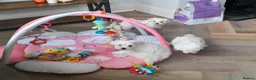 Maltese dogs for sale: 5 Outstanding pedigree Maltese puppies - Advert 4