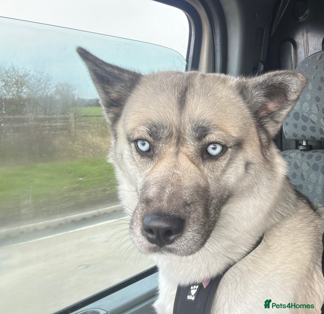 Siberian Husky dogs for sale: Lexi 3 years old  - Advert 2