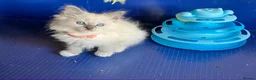 Ragdoll cats for sale: GCCF Ragdoll 🏆Champion Bloodline🌟5-Gen Pedigrees - Advert 23