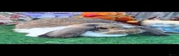 French Lop rabbits for sale: Agouti Butterfly Doe  - Advert 4