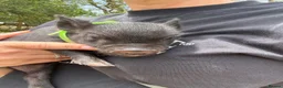 Pig livestock for sale: micro pigs for sale - Advert 5