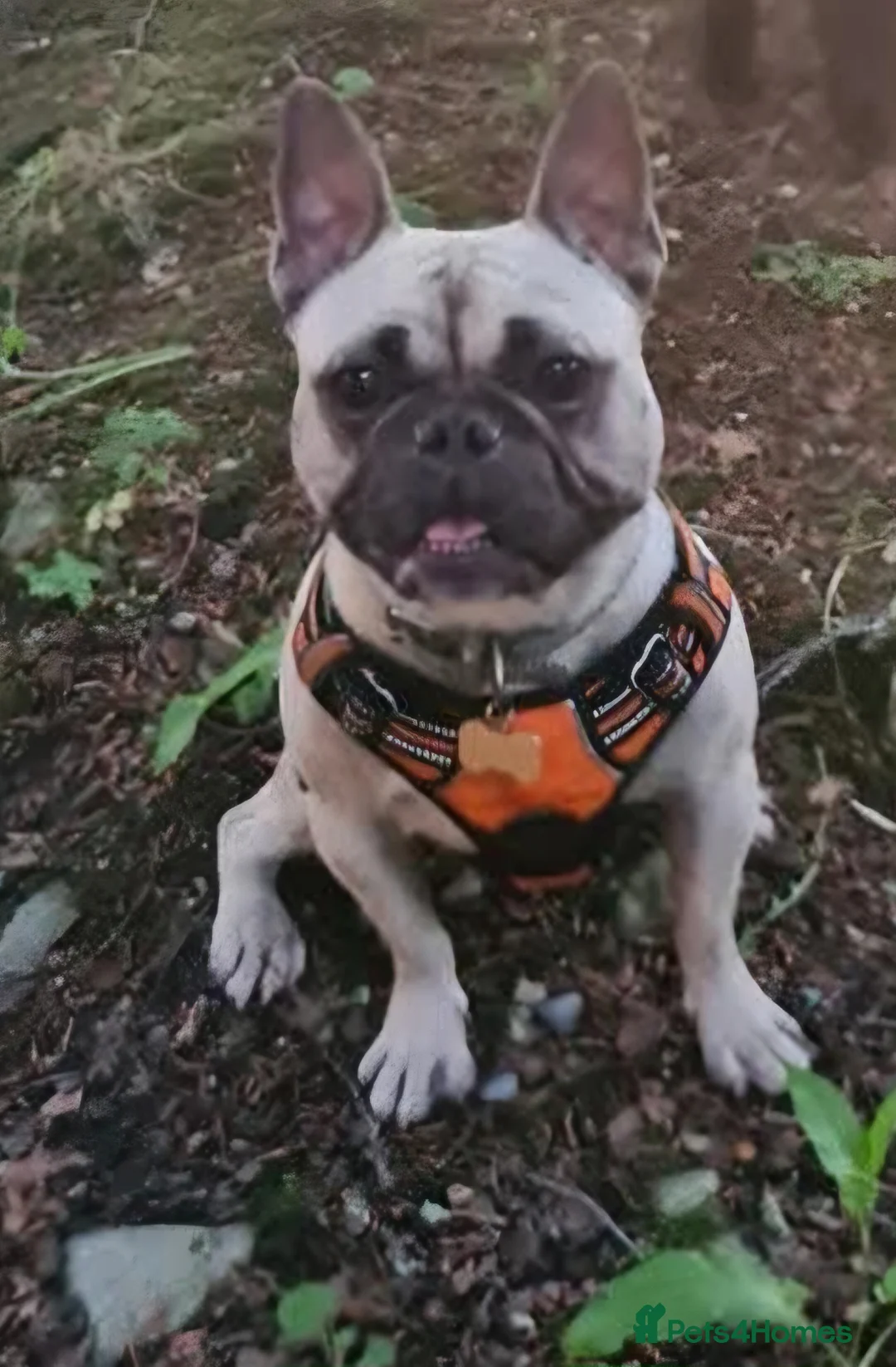 Gallery Image {{count}}