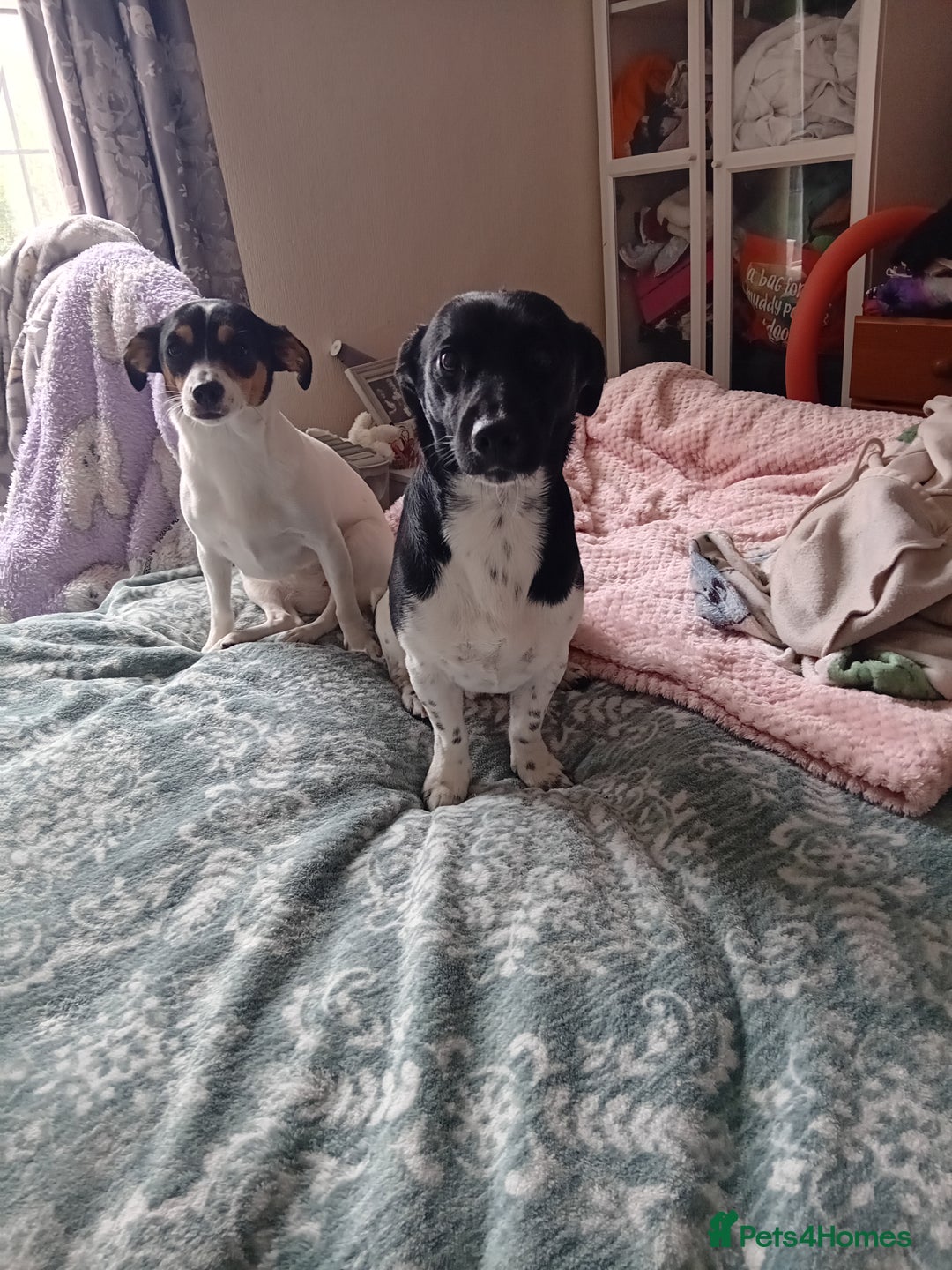 Jack Russell dogs for sale: 6 beautiful Jack russells available  - Advert 20