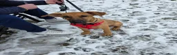Mixed Breed dogs for sale: Ridgeback cross for sale in Nottingham - Advert 4