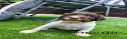 English Springer Spaniel dogs for sale: Beautiful KC registered English springer spaniels in Stratford-upon-Avon - Advert 3