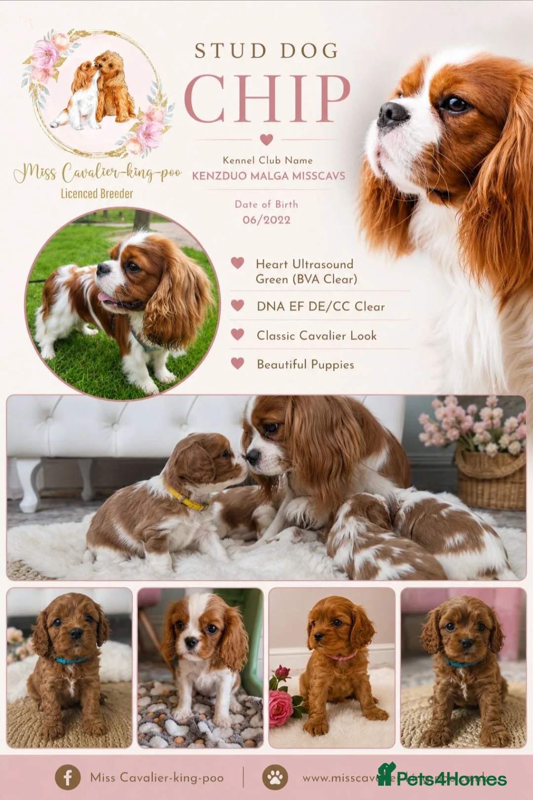 Cavalier King Charles Spaniel dogs for stud: Mr Chips kc/health tested stud  - Advert 1