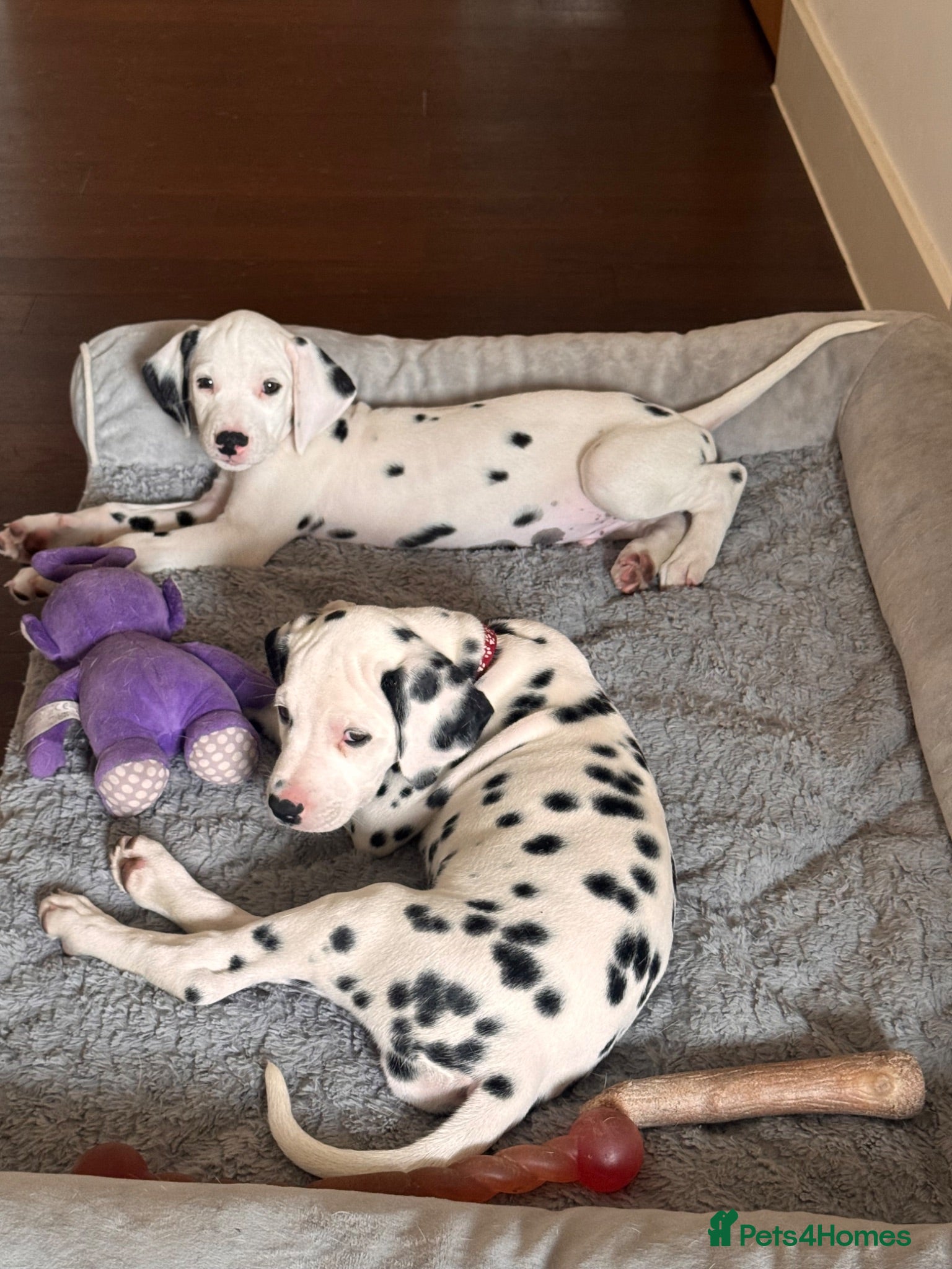 Dalmatian dogs 🖤 Ready now ONE BOY LEFT Dalmatian Puppies 🖤 - Advert 15