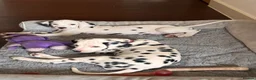 Dalmatian dogs for sale: 🖤 Ready now ONE BOY LEFT Dalmatian Puppies 🖤 - Advert 1