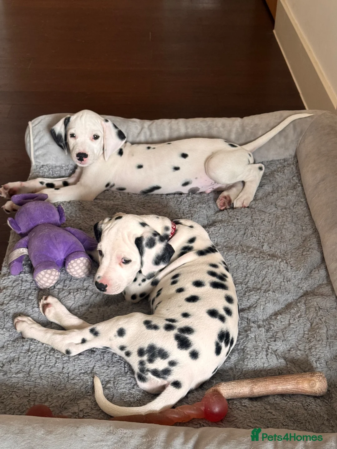 Dalmatian dogs for sale: 🖤 Ready now ONE BOY LEFT Dalmatian Puppies 🖤 - Advert 1