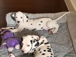 Dalmatian dogs 🖤 Ready now ONE BOY LEFT Dalmatian Puppies 🖤 - Advert 15