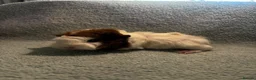 Guinea Pig rodents for sale: Beautiful girls handsomr boys - Advert 17