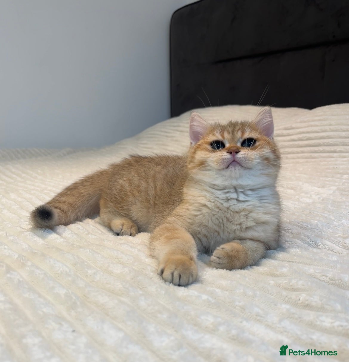 British Shorthair cats *1Left* GCCF Reg Champion line Golden BSH - Advert 1