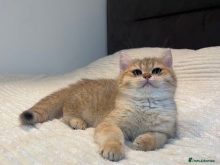 British Shorthair cats *1Left* GCCF Reg Champion line Golden BSH - Advert 1