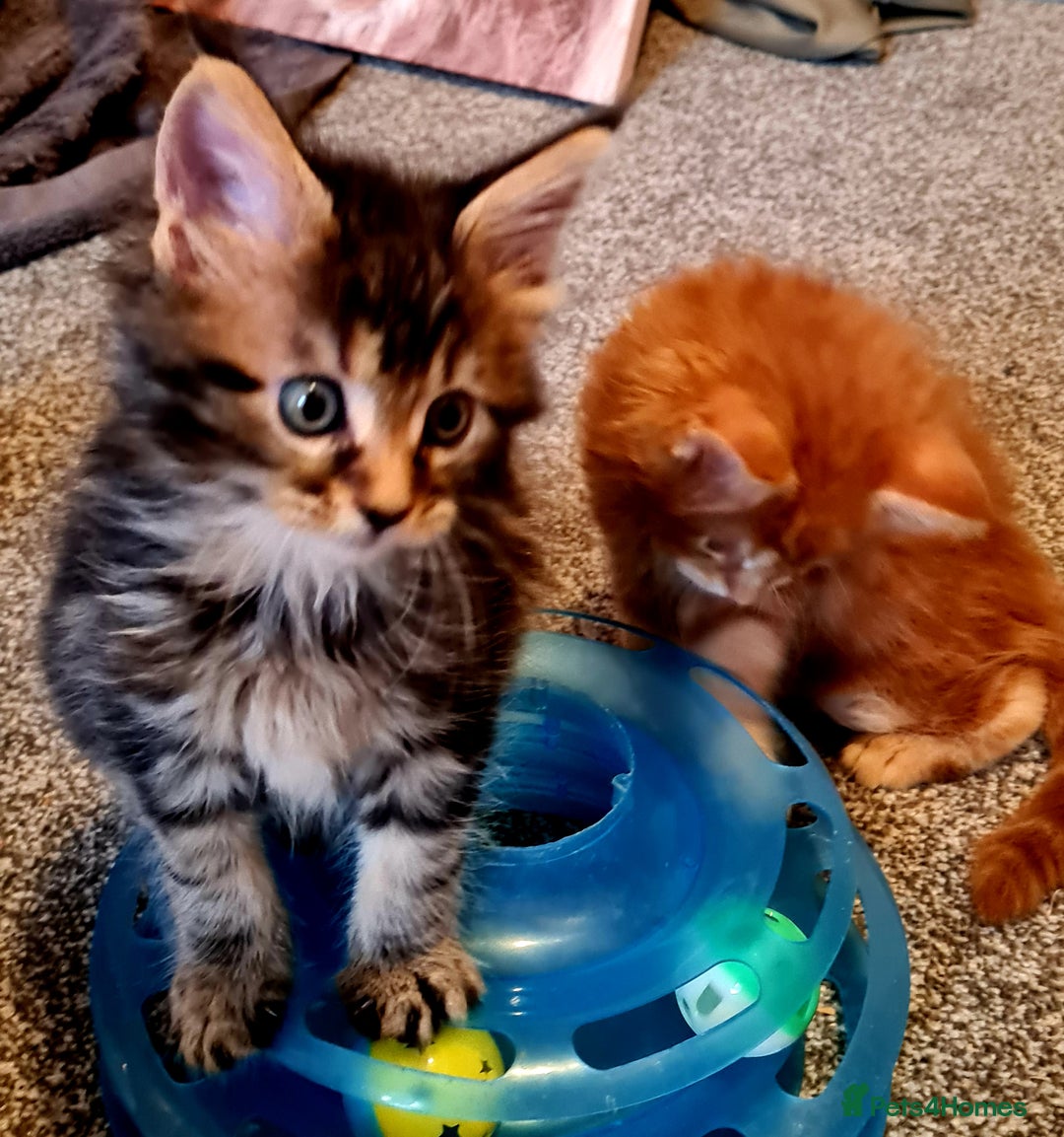 Maine Coon cats for sale: Mainecoon Kittens available  - Image 12