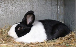 Dutch rabbits for sale: 11 week old Dutch rabbit LASTONE - Image 1