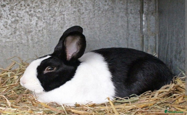 Dutch rabbits - Advert 1
