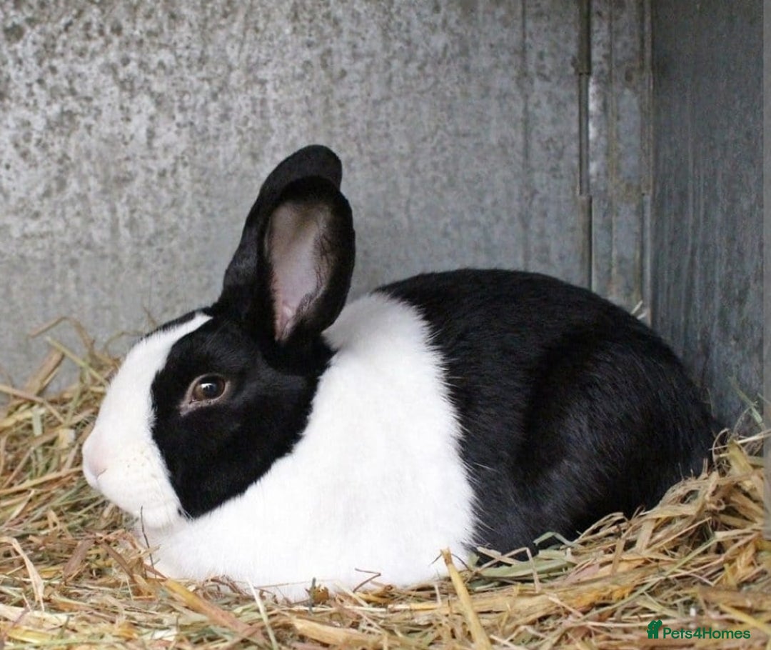 Dutch rabbits for sale: 11 week old Dutch rabbit LASTONE - Image 1