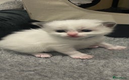 Ragdoll cats for sale: Pure Breed bi colour blue Ragdoll Kittens - Image 12