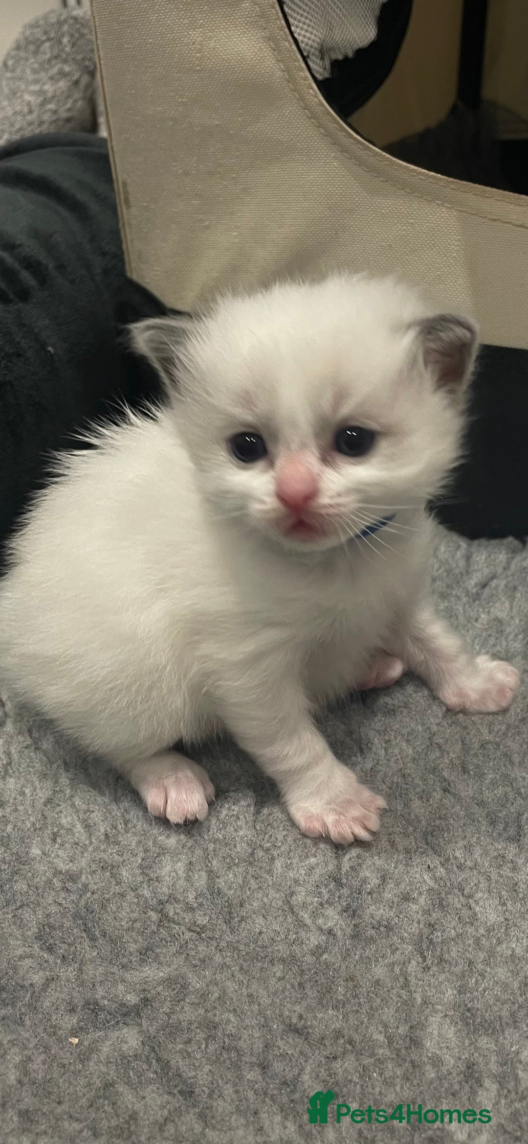 Ragdoll cats for sale: Pure Breed bi colour blue Ragdoll Kittens - Image 12