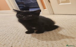 Mixed Breed cats for sale: 3 playful kittens  - Image 17