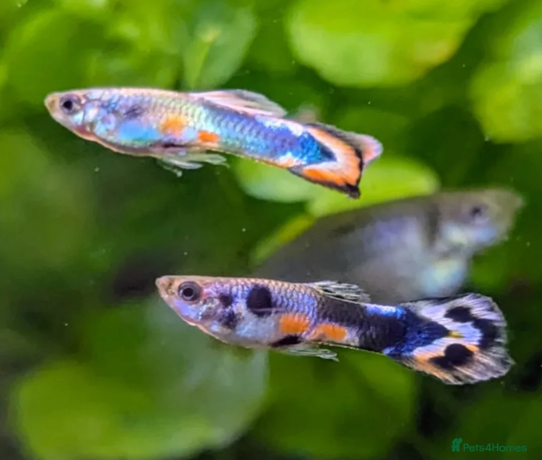 Other/Mixed Breed fish for sale: Endler Guppies Red - Advert 2