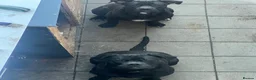 Cane Corso dogs for sale: Cane corso - Advert 2