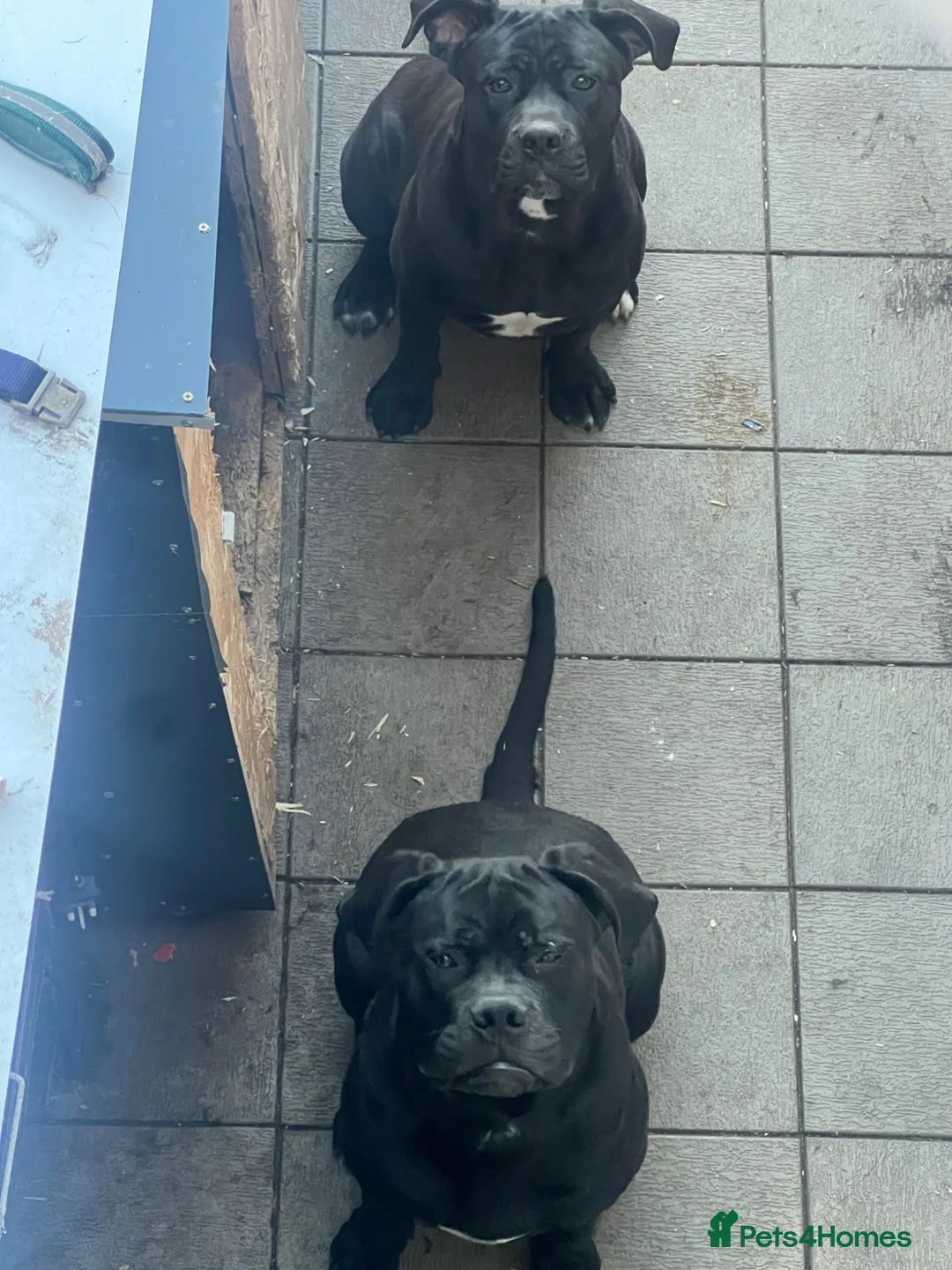 Cane Corso dogs for sale: Cane corso - Advert 2
