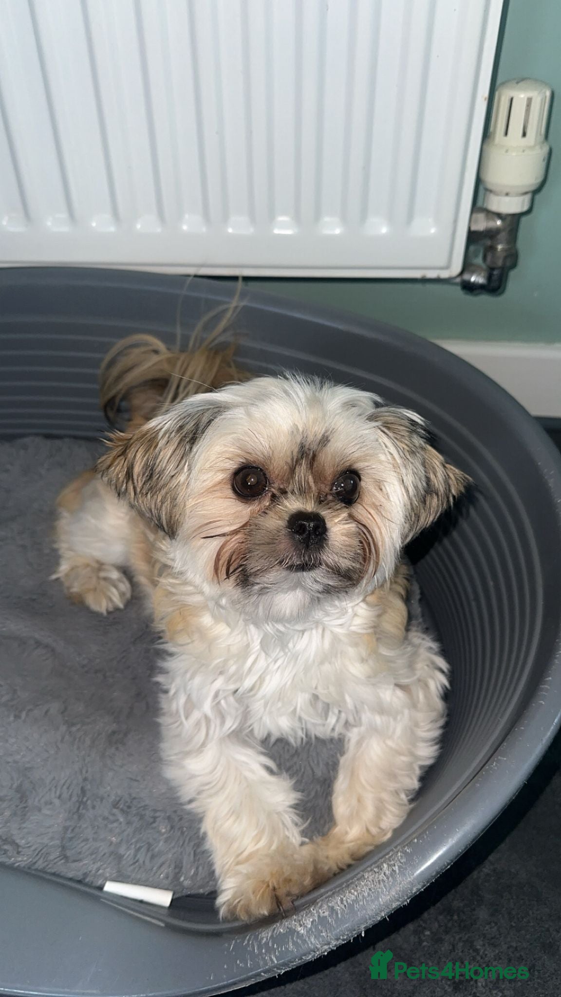 Mixed Breed dogs I'm looking for a partner Yorkie for my Cookie. - Advert 2