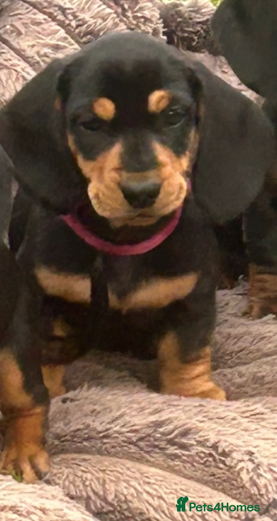 Dachshund dogs for sale: Looking for homes still available  - Advert 12