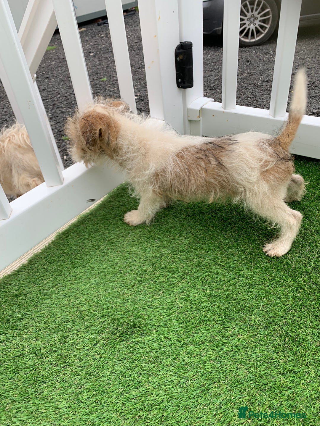 Jack Russell dogs for sale: Jack Russell Terrier  - Image 2