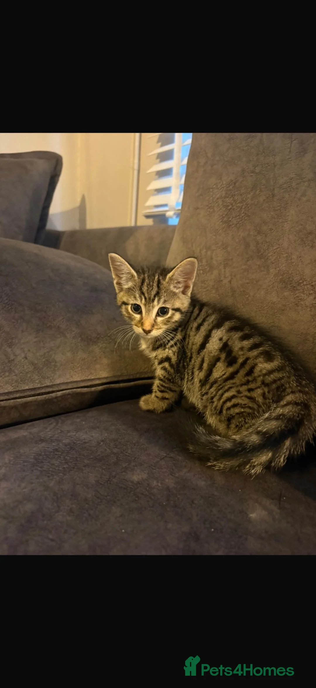 Mixed Breed cats for sale: 5 Beautiful Kittens Available Now !!  in London - Advert 22