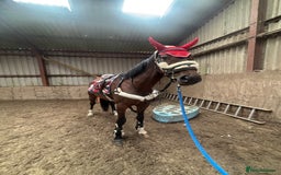 Irish Sports horses for sale: Teens horse / mother / daughter share - Image 7