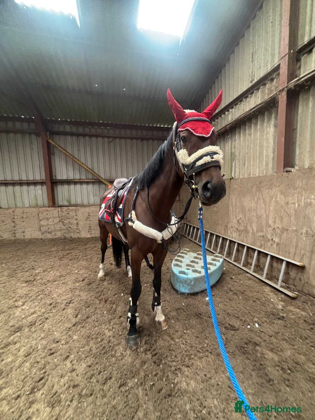 Irish Sports horses for sale: Teens horse / mother / daughter share - Image 7