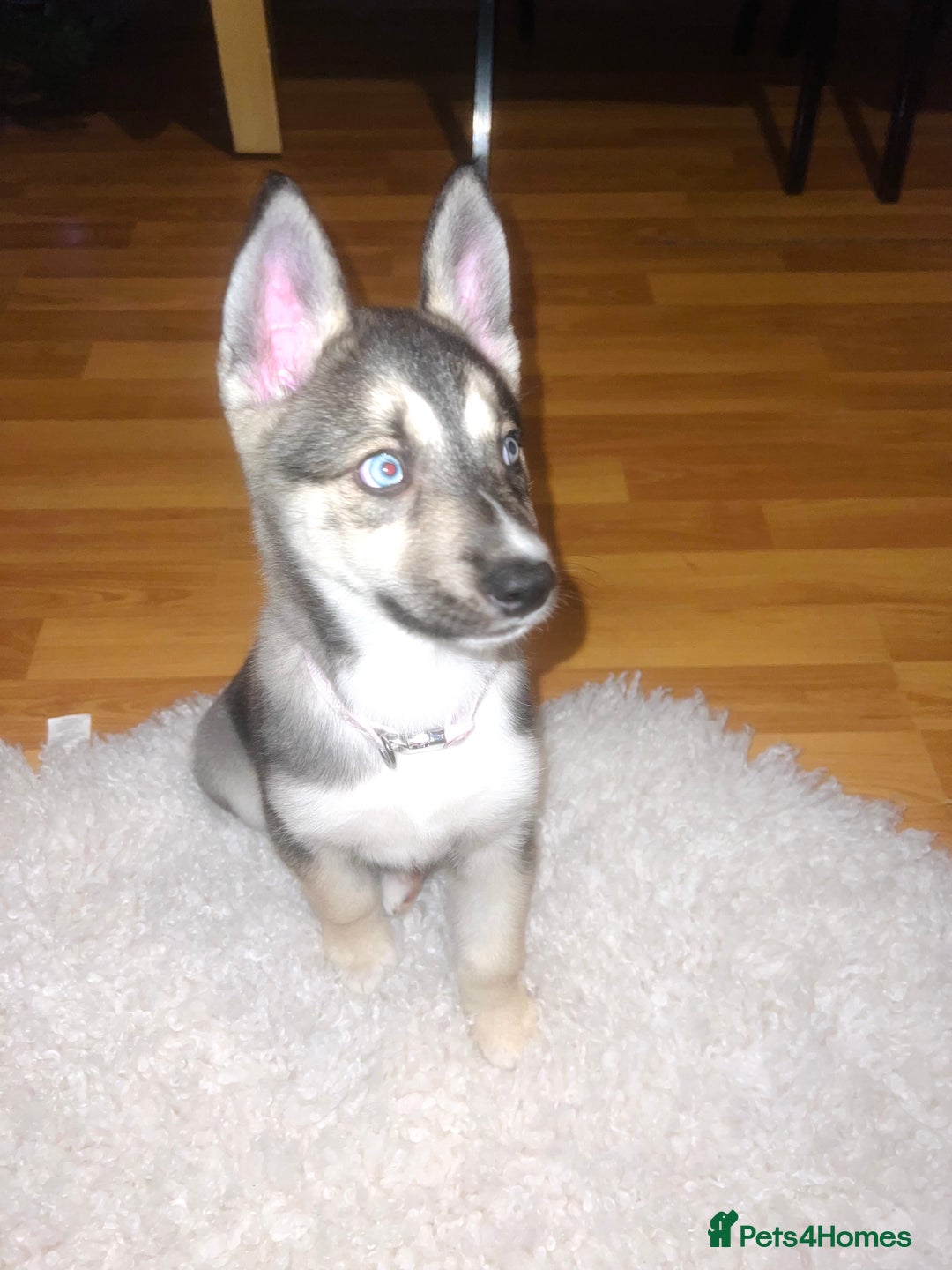 Huskita dogs for sale: Huskita 8 weeks puppy - Advert 4