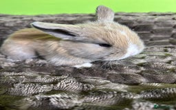 Mini Lop rabbits for sale: Pure breed mini lops  - Image 4