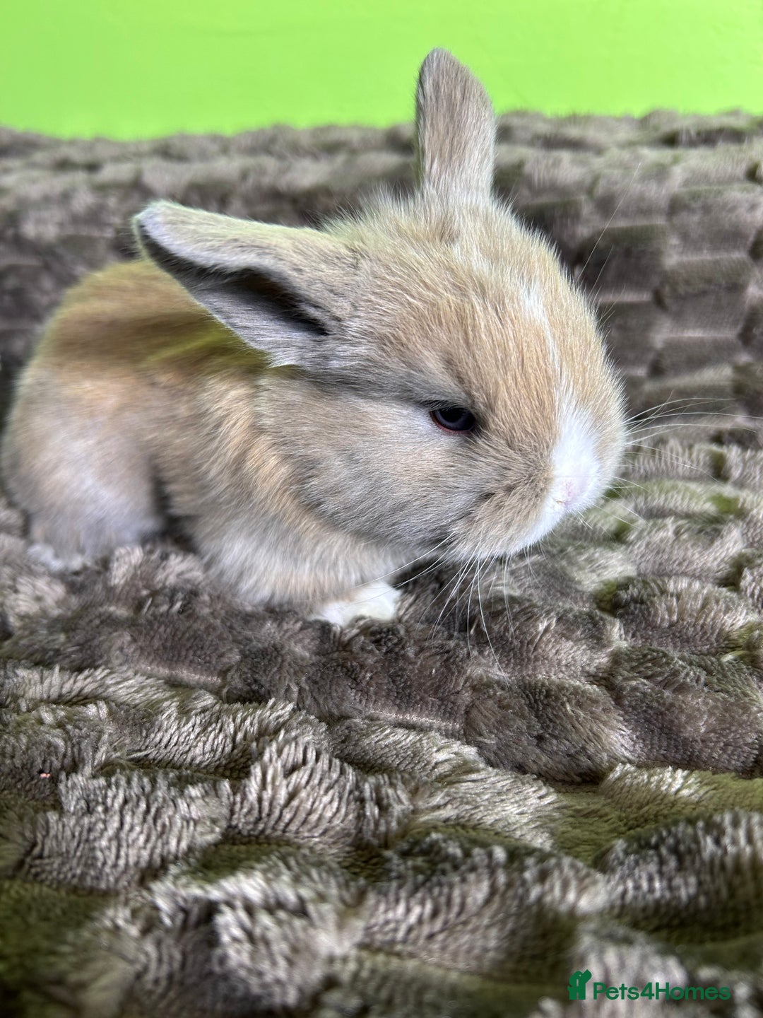 Mini Lop rabbits for sale: Pure breed mini lops  - Image 4