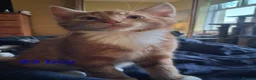 Mixed Breed cats for sale: Kittens  - Advert 4
