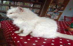 Persian cats for adoption: Agi, Persian and Carla, Persian cross, both aged 6 - Image 13
